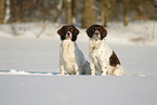 Drentsche Patrijshunde im Schnee