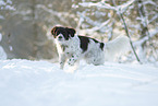 Drentsche Patrijshund im Schnee