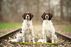 2 Drentsche Patrijshunde