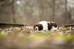 liegender Drentsche Patrijshund