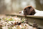 Drentsche Patrijshund Portrait