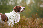 Drentsche Patrijshund Portrait