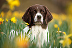 Drentsche Patrijshund Portrait