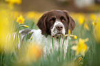 Drentsche Patrijshund Portrait