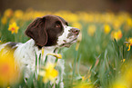 Drentsche Patrijshund Portrait