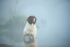 Drentsche Patrijshund im Nebel