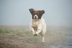 Drentsche Patrijshund im Nebel