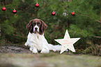 Drentsche Patrijshund mit Weihnachtsdeko