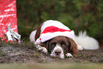 Drentsche Patrijshund mit Weihnachtsdeko