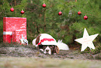 Drentsche Patrijshund mit Weihnachtsdeko