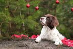 Drentsche Patrijshund mit Weihnachtsdeko