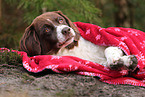 Drentsche Patrijshund mit Weihnachtsdeko