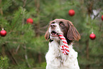 Drentsche Patrijshund mit Weihnachtsdeko