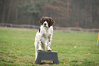 Drentsche Patrijshund beim Fitness