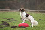 Drentsche Patrijshund beim Fitness