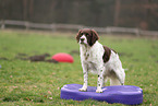 Drentsche Patrijshund beim Fitness