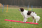 Drentsche Patrijshund beim Fitness