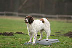 Drentsche Patrijshund beim Fitness