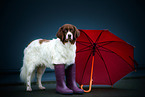 Drentsche Patrijshund mit Regenschirm