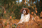 Drentsche Patrijshund