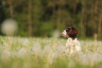 Drentsche Patrijshund