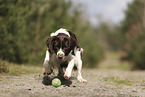 Drentsche Patrijshund