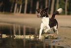 Drentsche Patrijshund