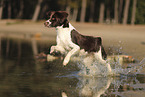 Drentsche Patrijshund