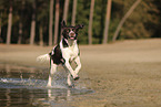 Drentsche Patrijshund