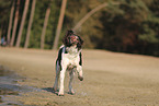 Drentsche Patrijshund