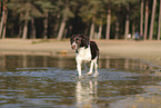 Drentsche Patrijshund
