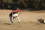 Drentsche Patrijshund