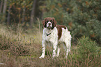 Drentsche Patrijshund