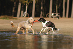 Drentsche Patrijshund und Wller