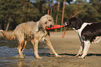 Drentsche Patrijshund und Wller