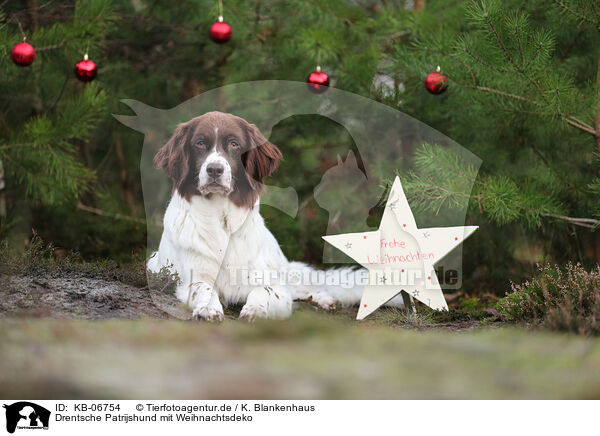 Drentsche Patrijshund mit Weihnachtsdeko / KB-06754