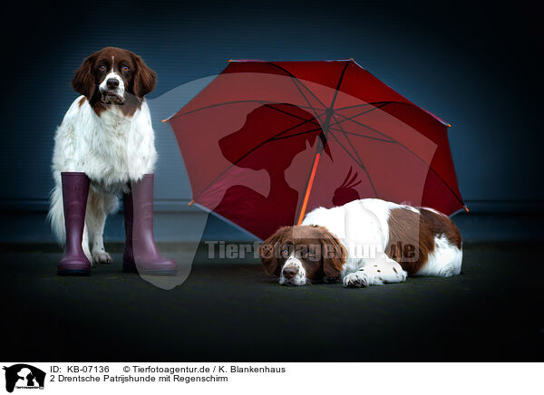 2 Drentsche Patrijshunde mit Regenschirm / 2 Dutch Partridge Dogs with umbrella / KB-07136