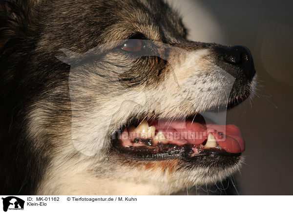 Klein-Elo / small Eloschaboro / MK-01162