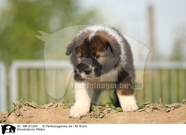 Eloschaboro Welpe / Eloschaboro Puppy / MK-01244