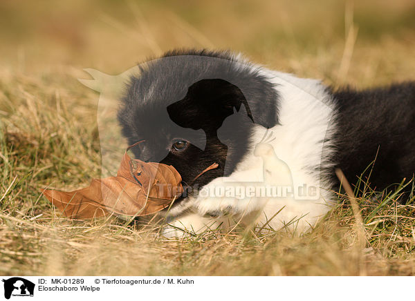 Eloschaboro Welpe / Eloschaboro Puppy / MK-01289