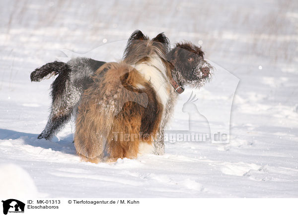 Eloschaboros / Eloschaboros / MK-01313