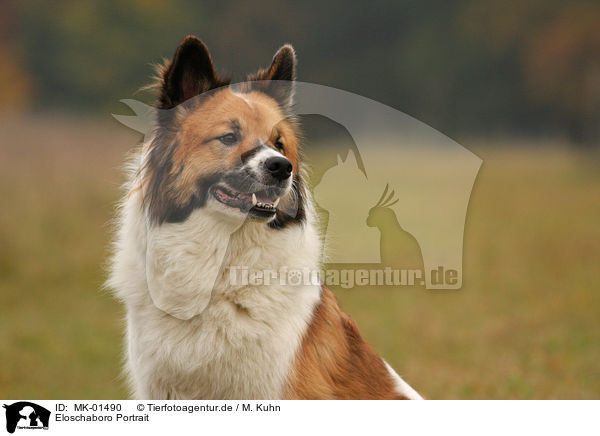 Eloschaboro Portrait / Eloschaboro Portrait / MK-01490