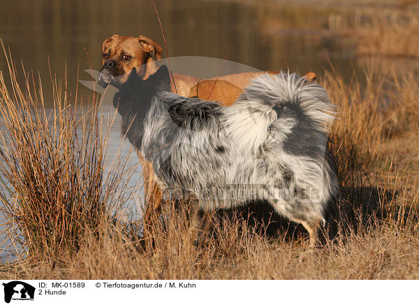 2 Hunde / MK-01589