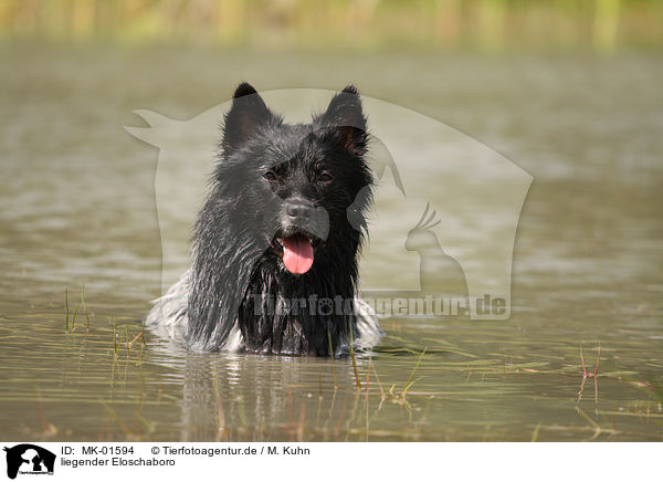 liegender Eloschaboro / lying Eloschaboro / MK-01594