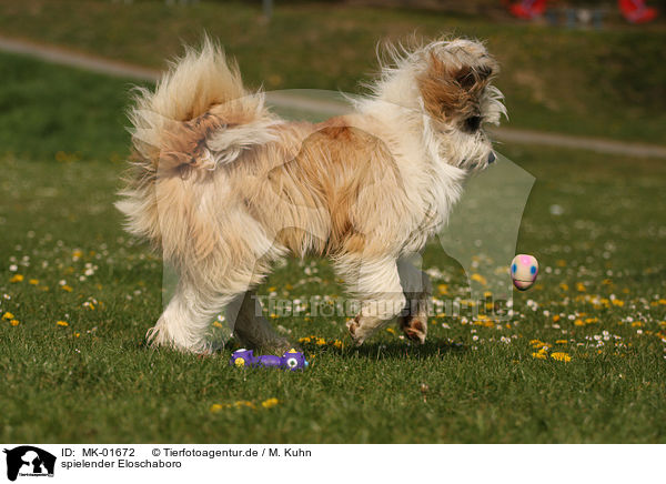 spielender Eloschaboro / playing Eloschaboro / MK-01672