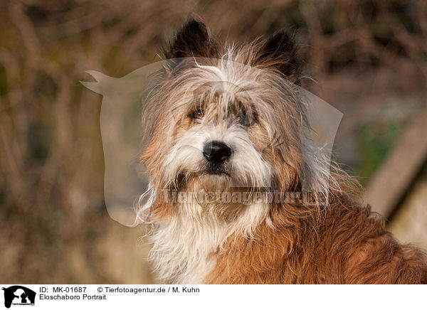 Eloschaboro Portrait / Eloschaboro Portrait / MK-01687