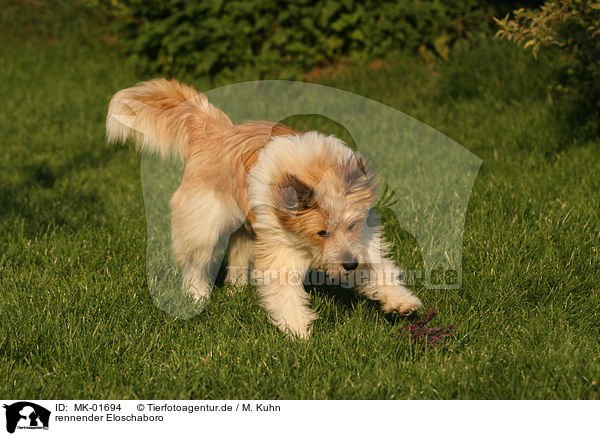 rennender Eloschaboro / running Eloschaboro / MK-01694