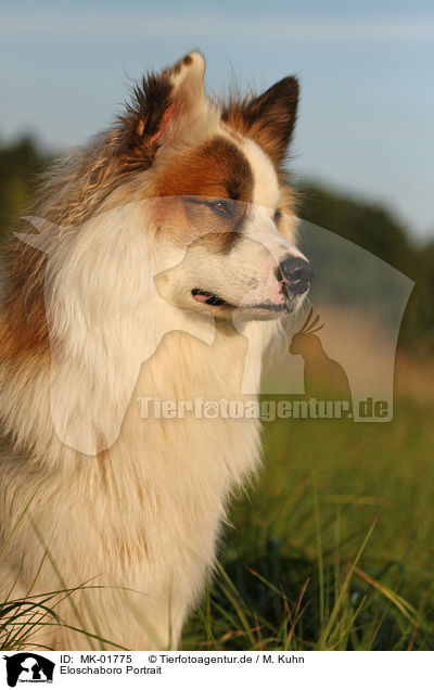 Eloschaboro Portrait / Eloschaboro Portrait / MK-01775