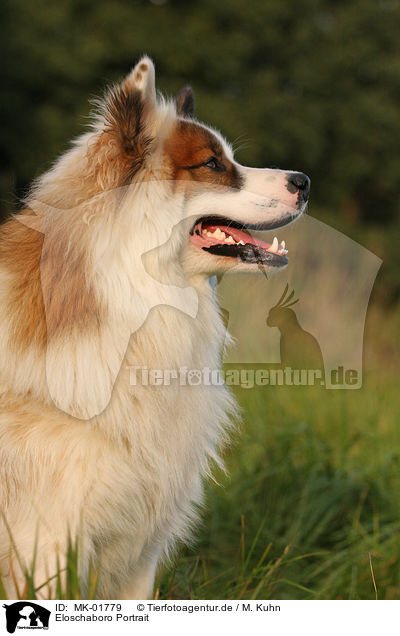 Eloschaboro Portrait / Eloschaboro Portrait / MK-01779