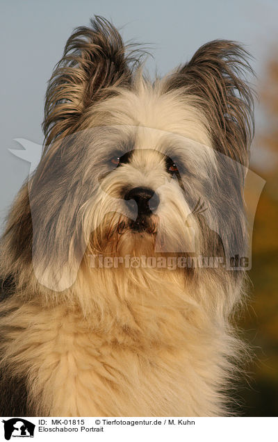 Eloschaboro Portrait / Eloschaboro Portrait / MK-01815